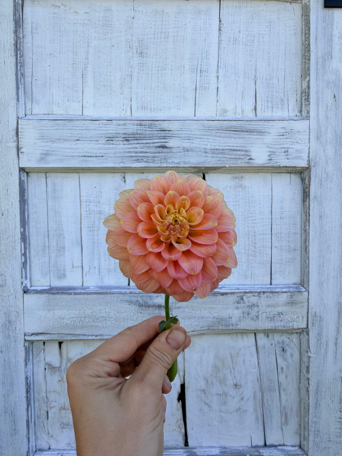Dahlia Florelie Duckling