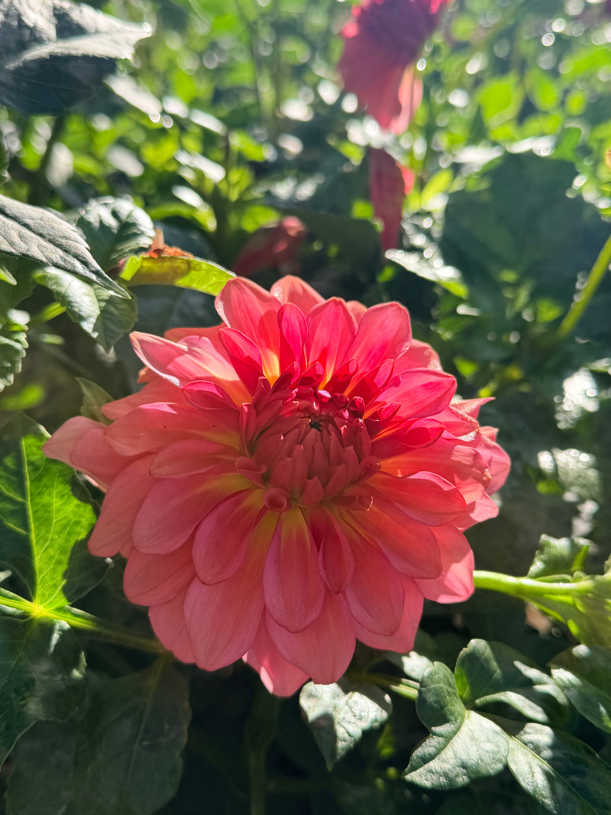 Dahlia Levi's Dreamwalk