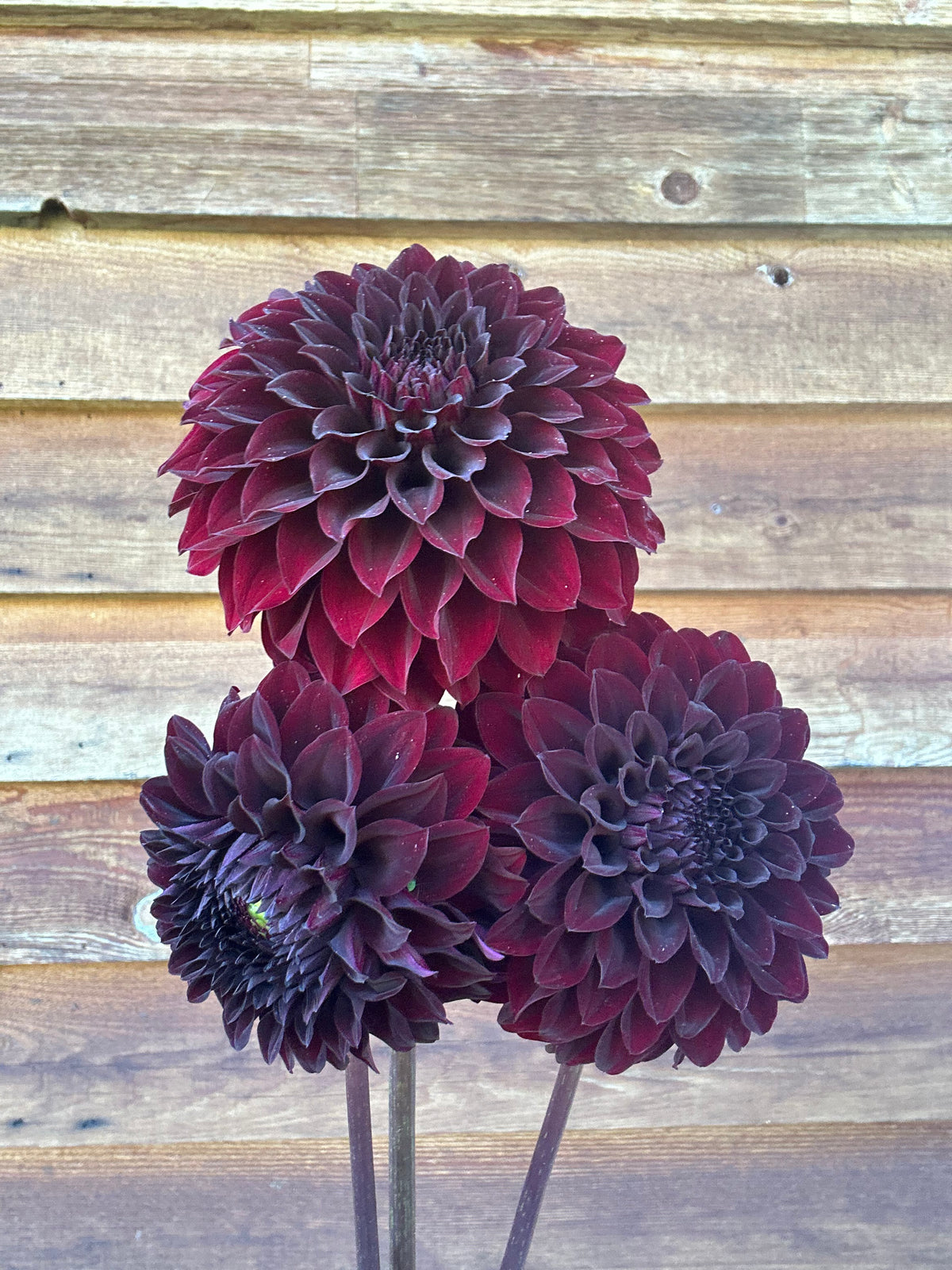 Dahlia River's Dark Chocolate