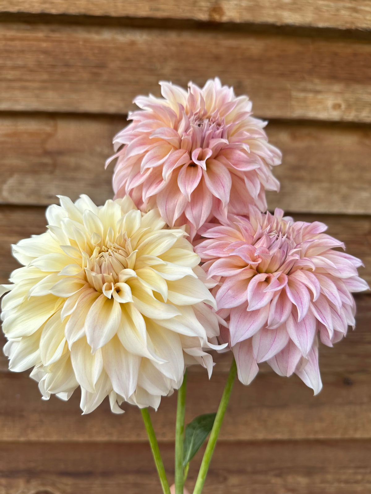 Dahlia SC Mocha Maya