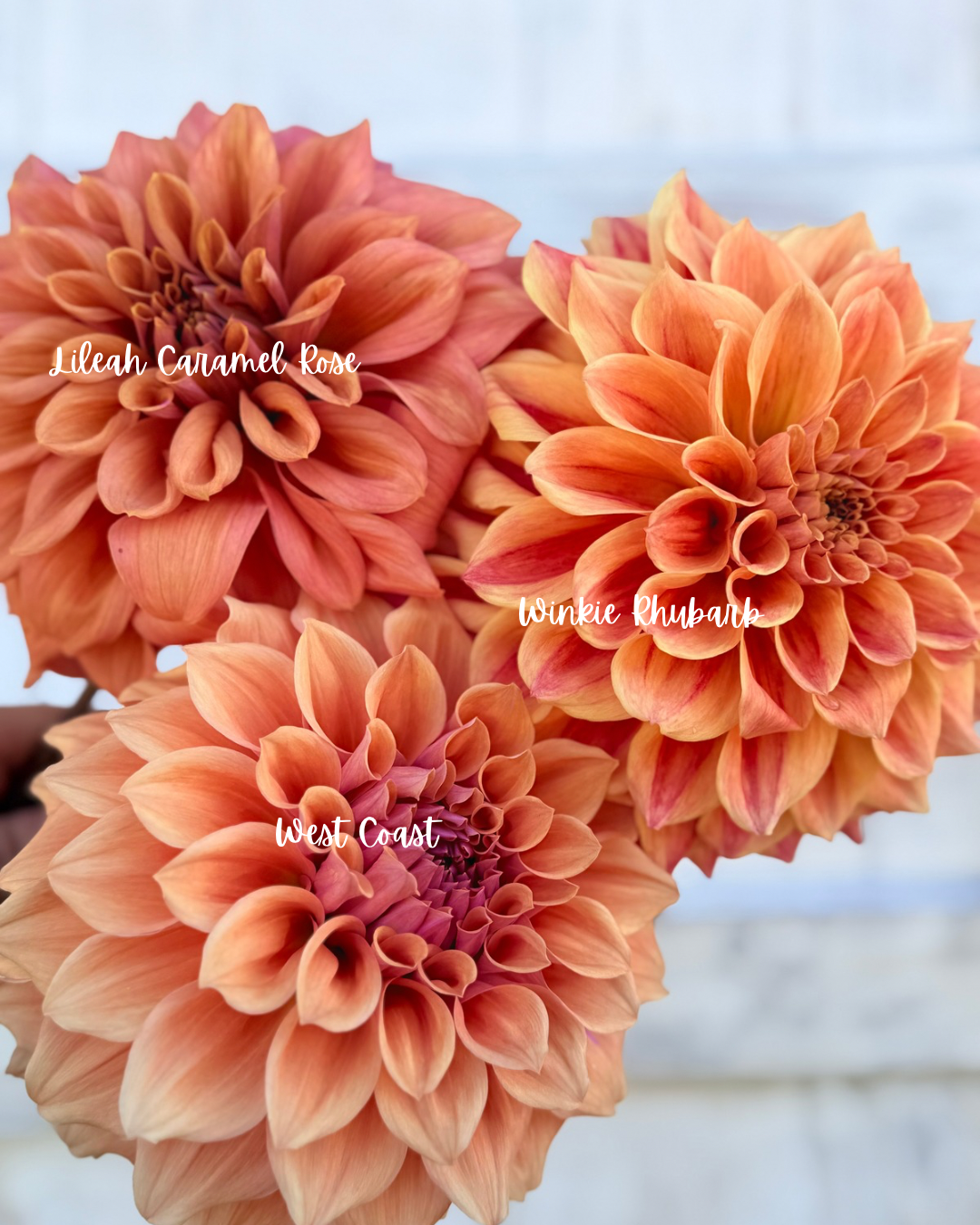 Dahlia Winkie Rhubarb