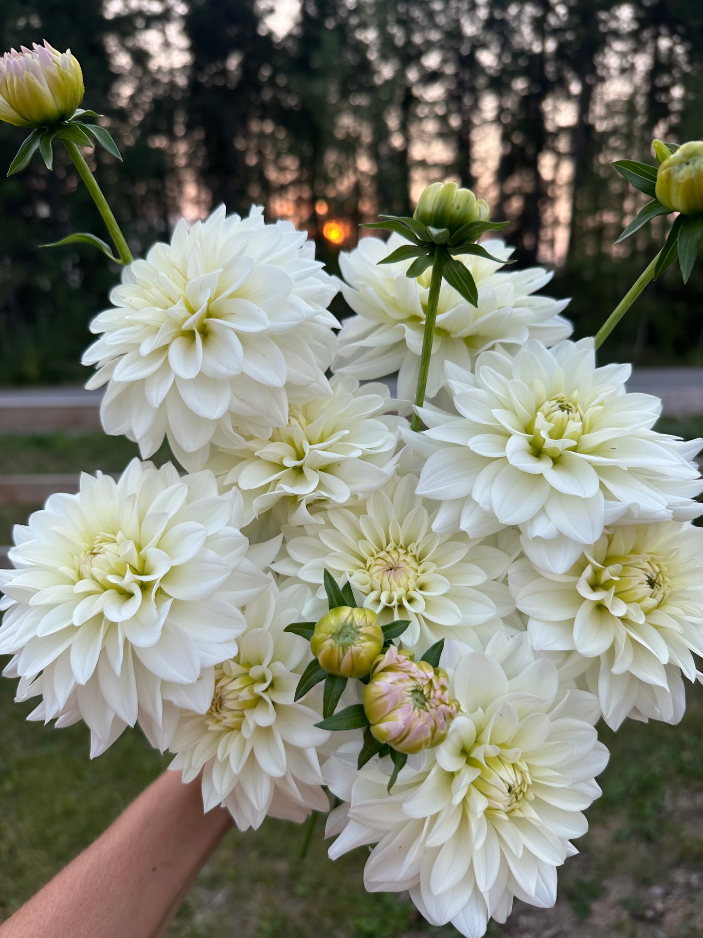 Dahlia River's Angel