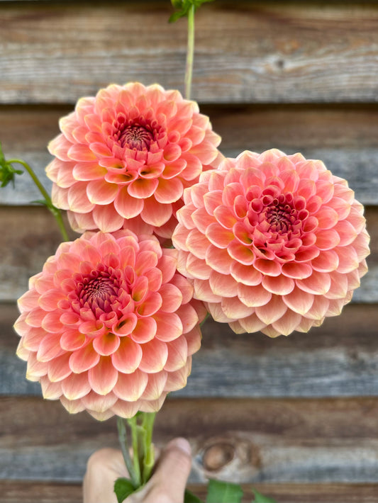 Dahlia 20th Ave Softer Peach
