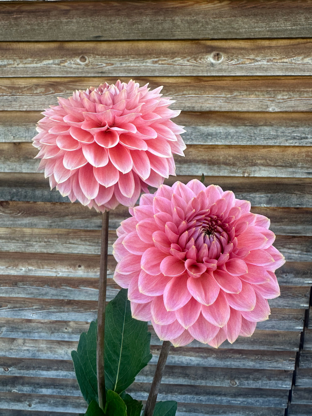 Dahlia Askwith Minnie