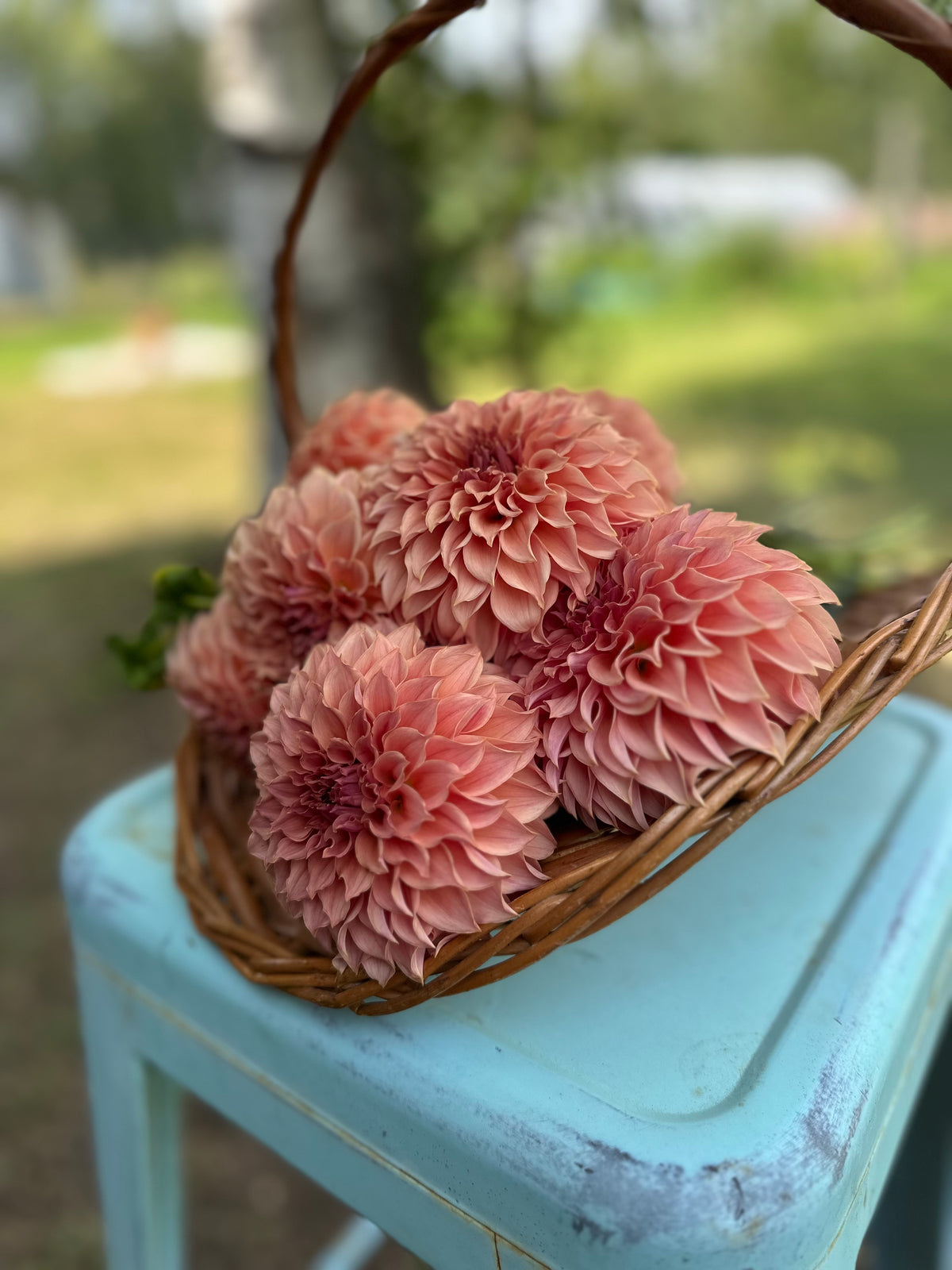 Dahlia SC Coral Sea