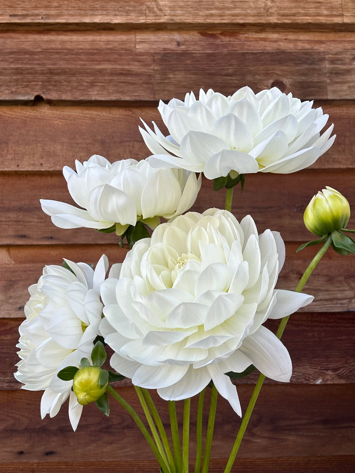 Dahlia Sandia Isa