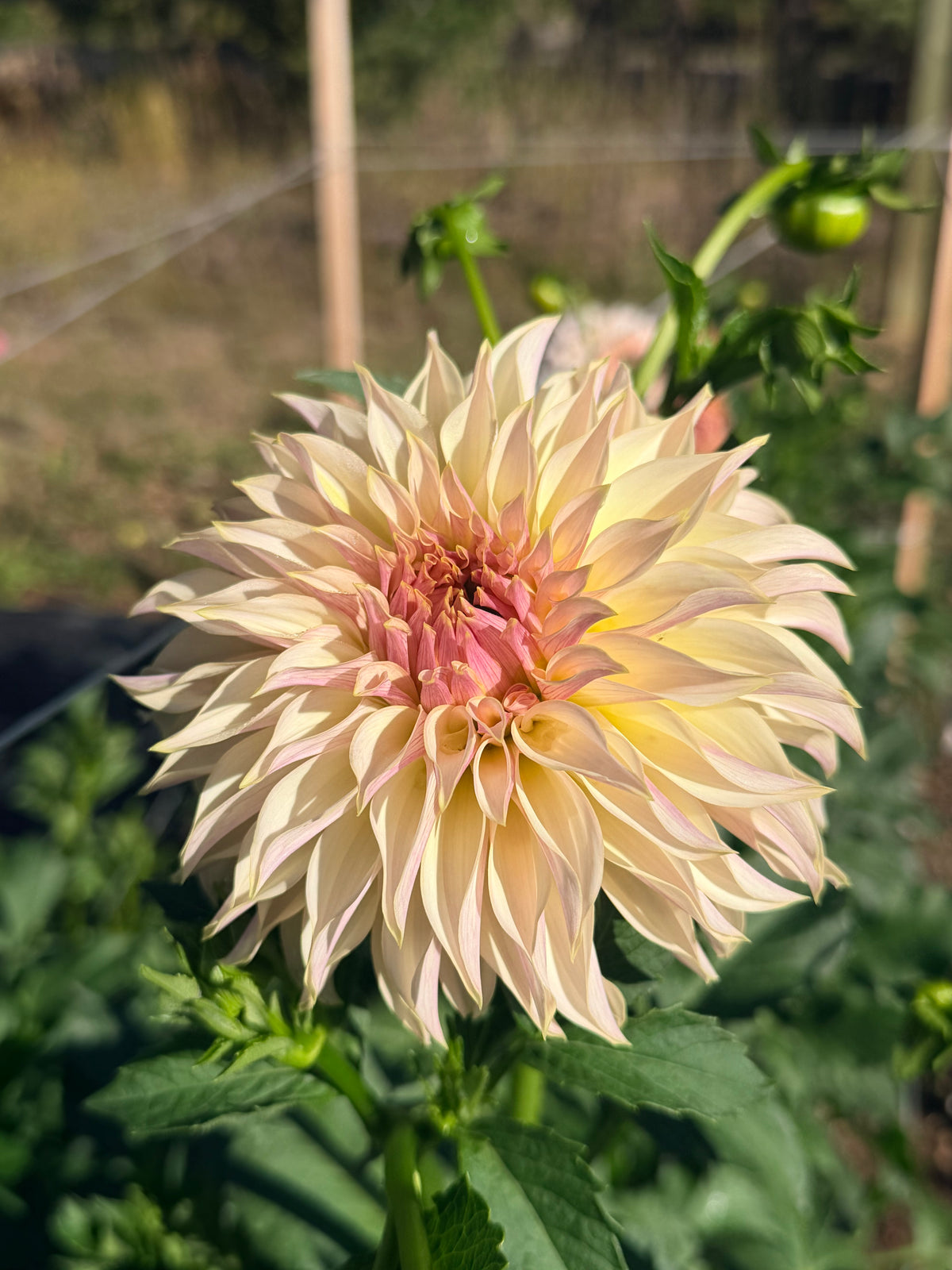 Dahlia SC Champagne