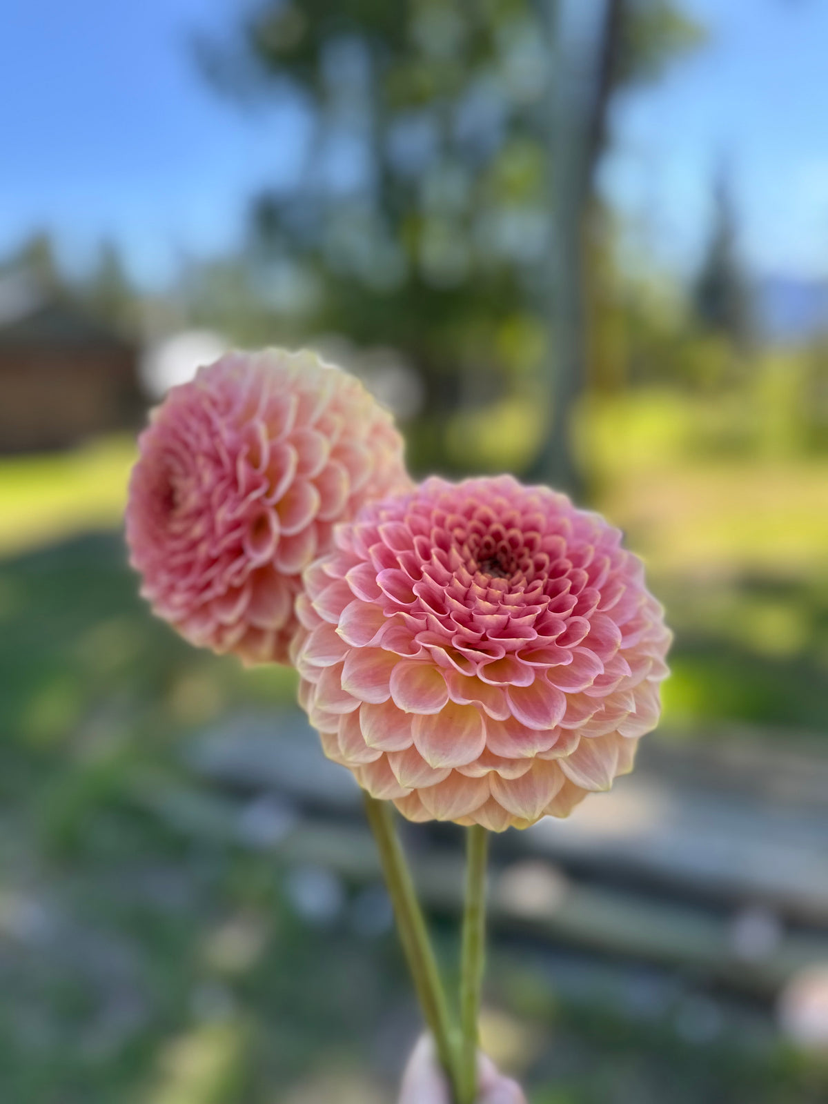 Dahlia 20th Ave Softer Peach