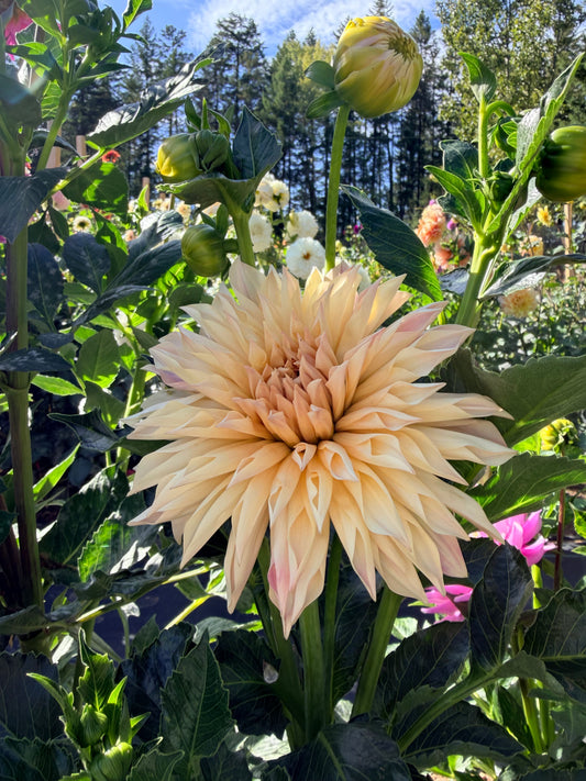 Dahlia Cafe de Paris