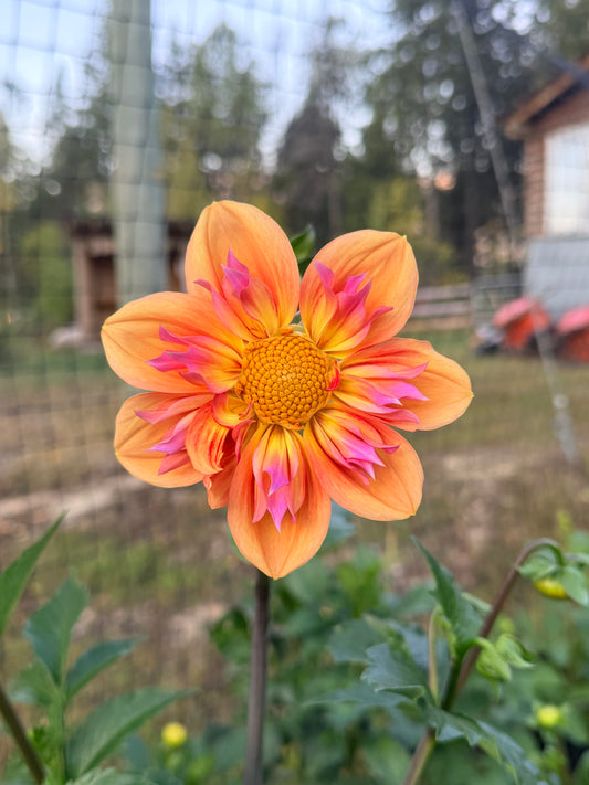 Dahlia Orange Hype