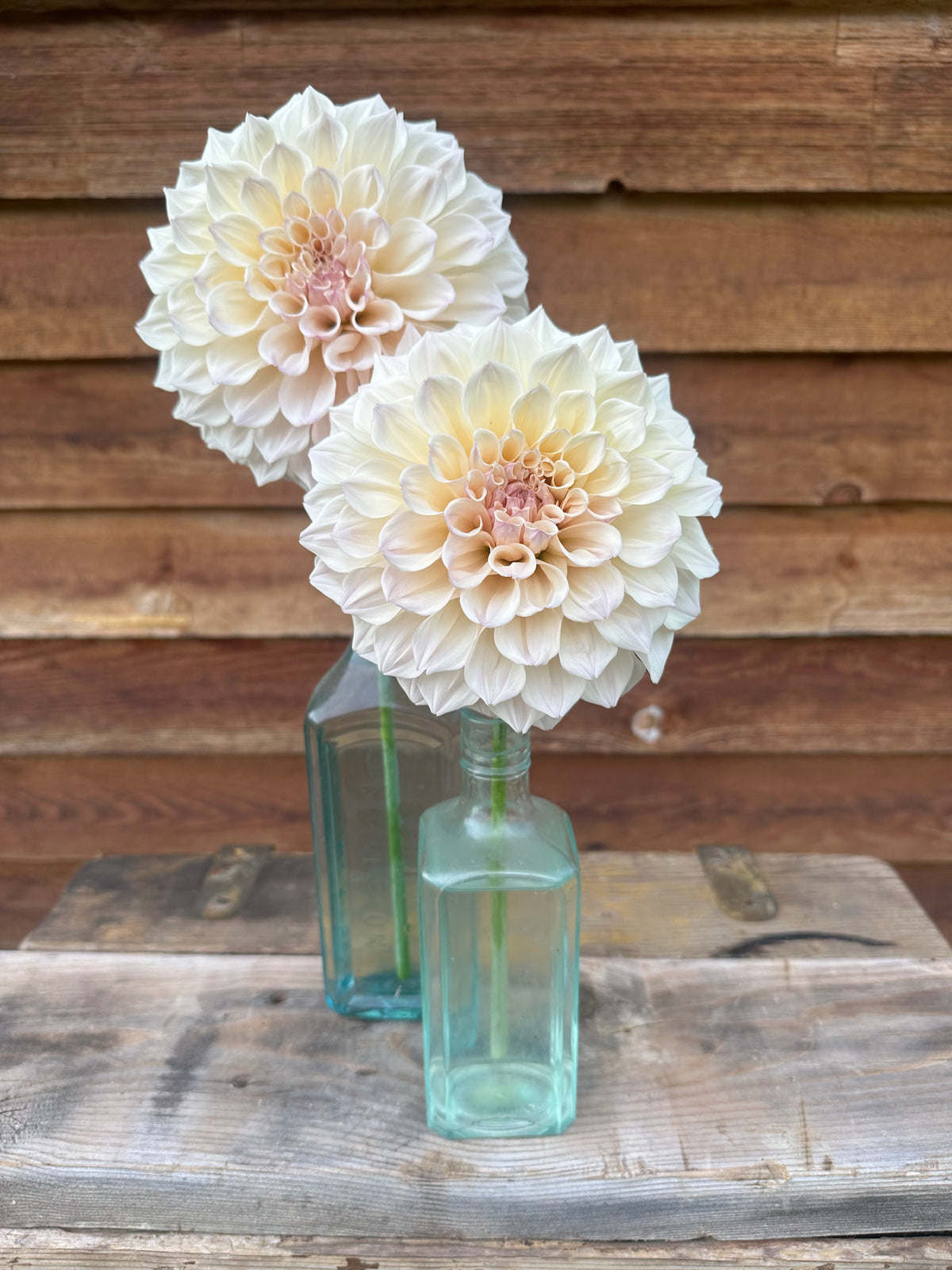 Dahlia SC Pearl