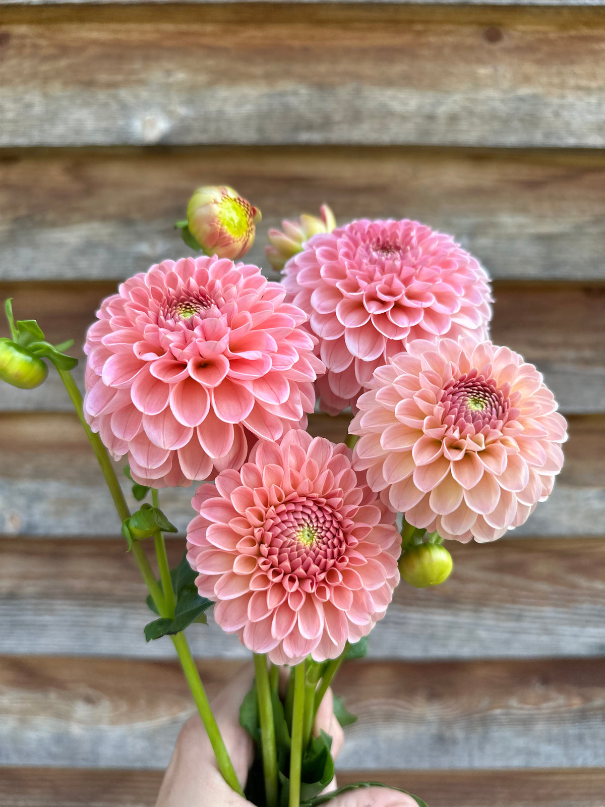 Dahlia R Joan *CUTTING ONLY*