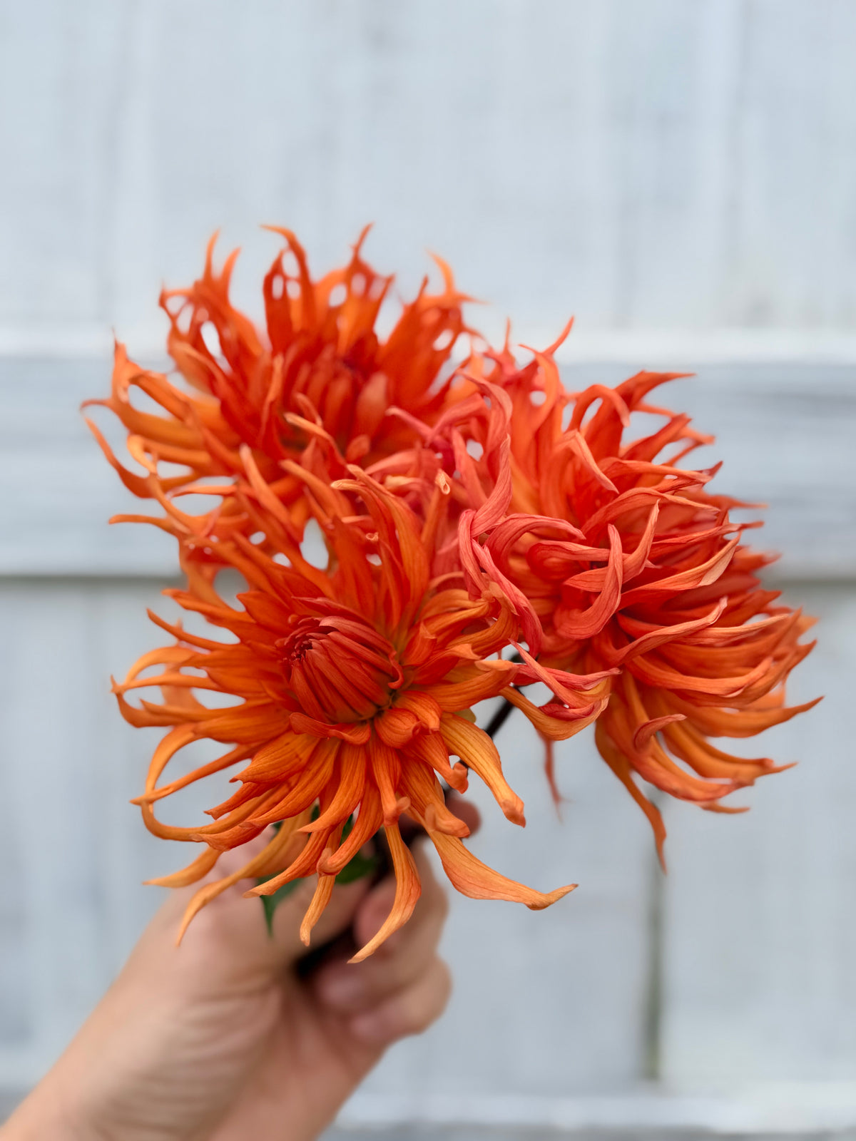 Dahlia Bed Head