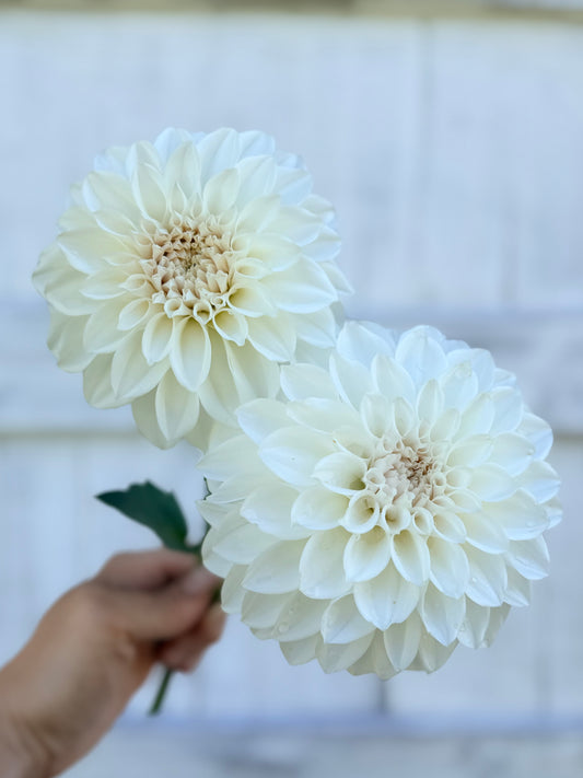 Dahlia RF Alice