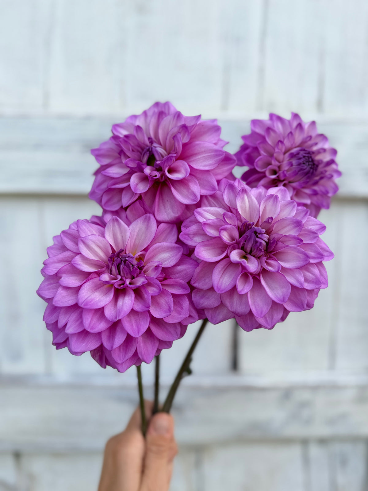 Dahlia RM Moonlight