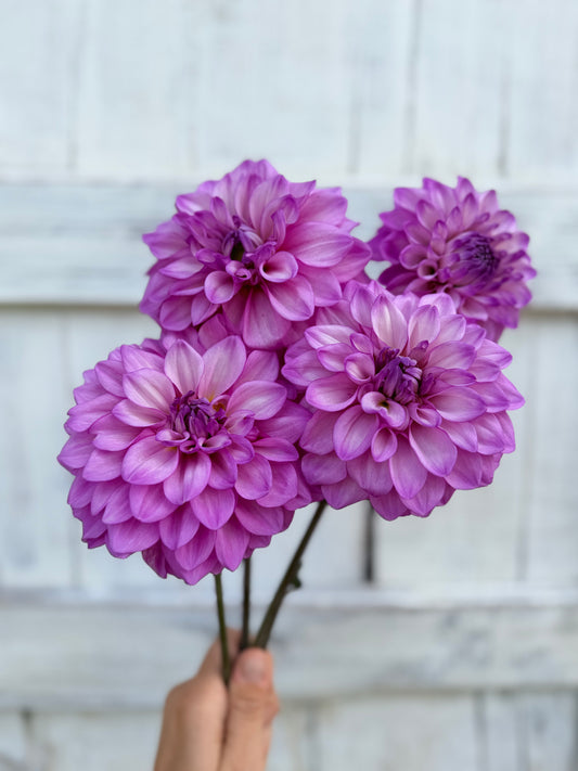 Dahlia RM Moonlight