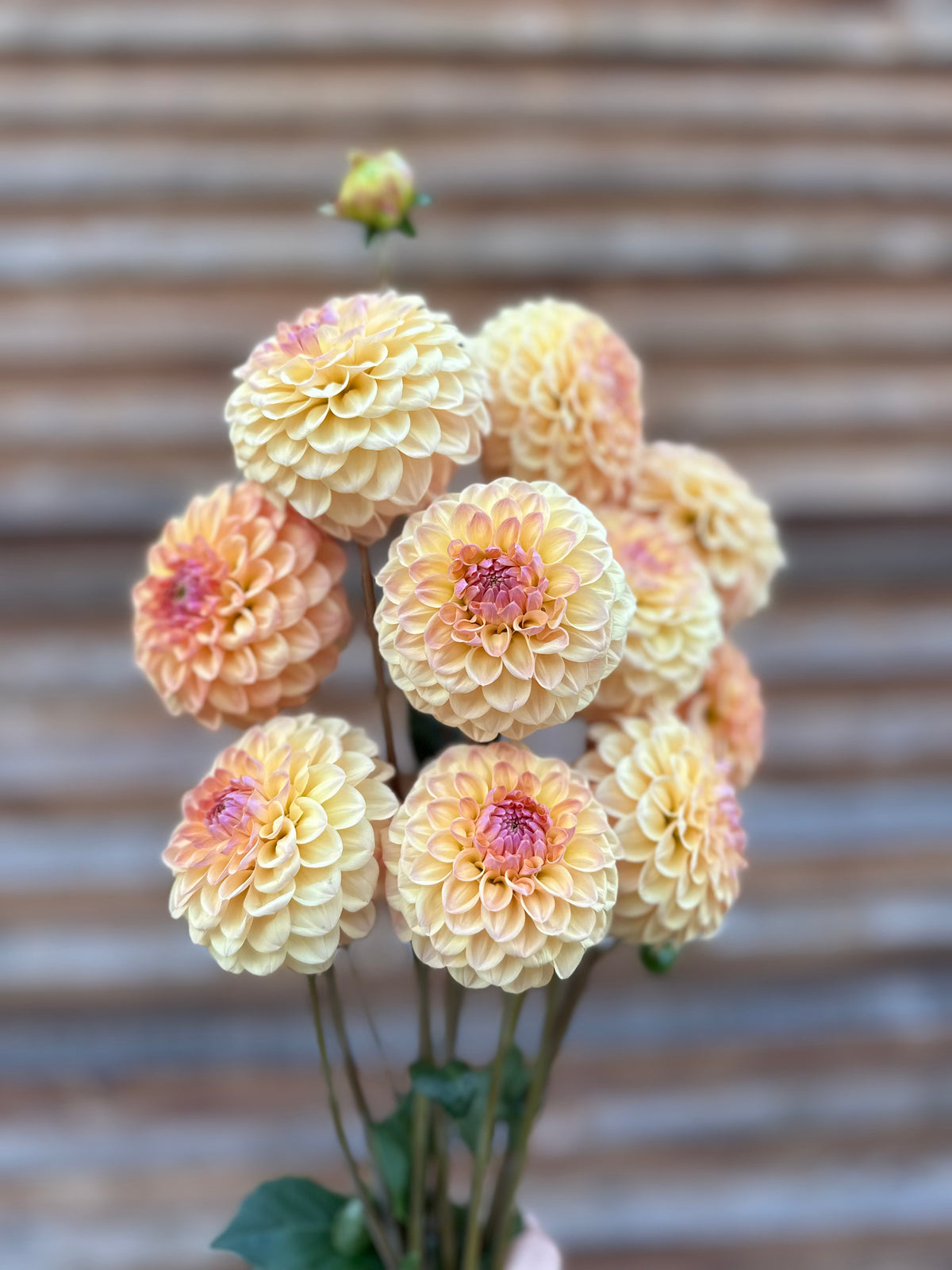 Dahlia Letterkenny Sunrise