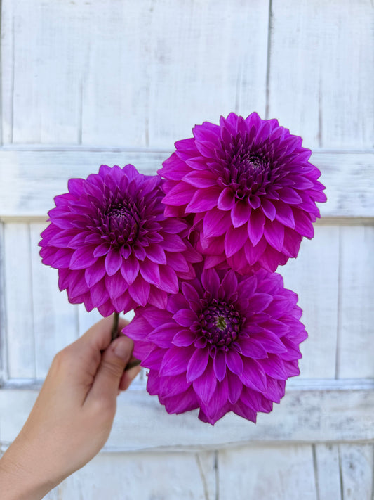 Dahlia Bloomquist Ruby