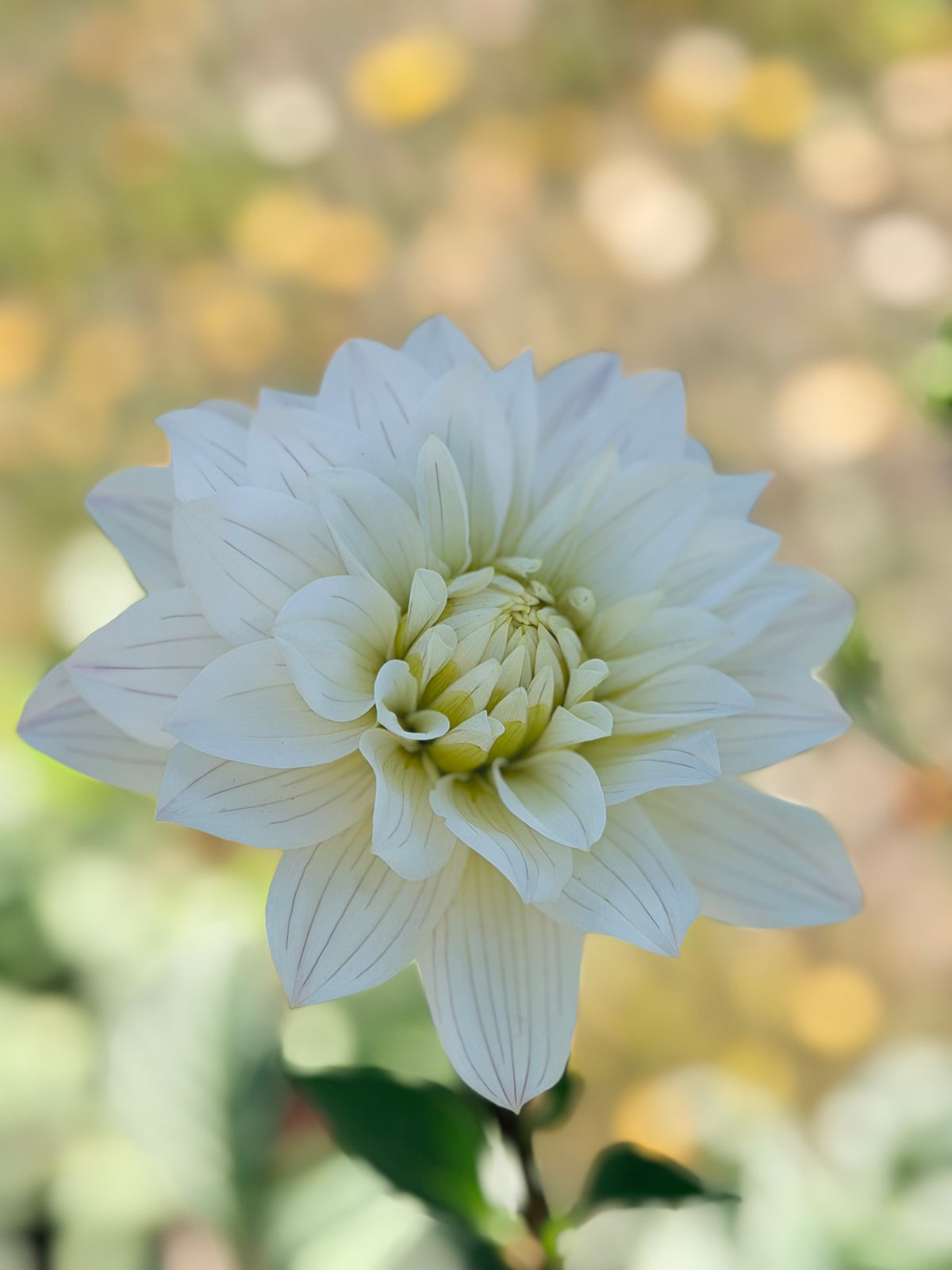 Dahlia Skeena Yve