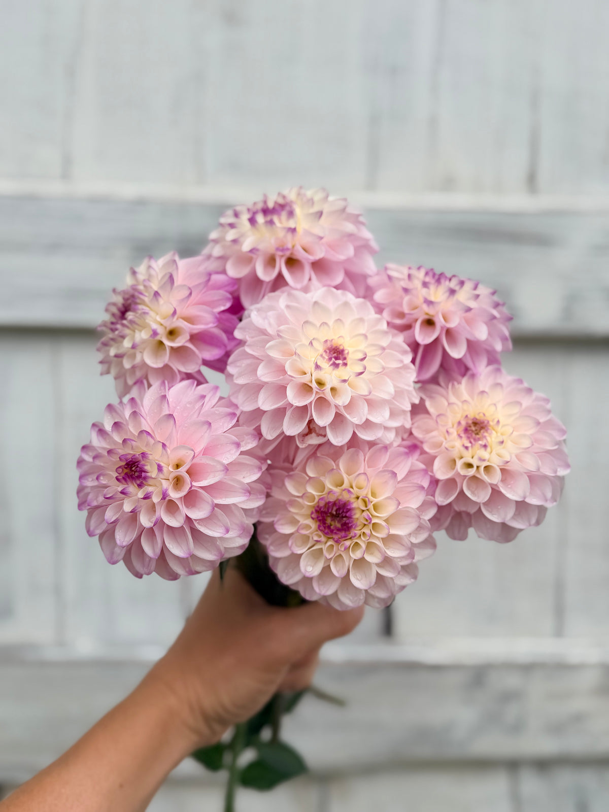 Dahlia Lyn's Louise