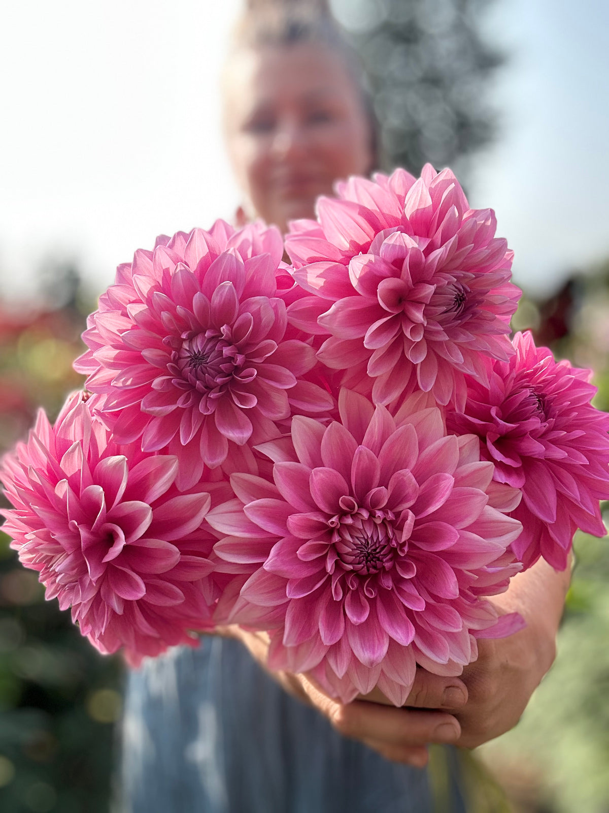Dahlia Bargaly Blush