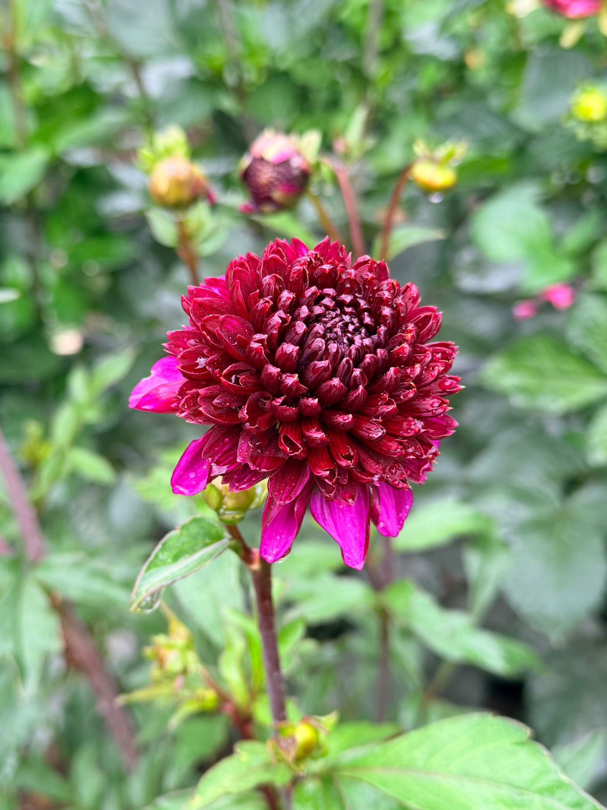 Dahlia Auborgine