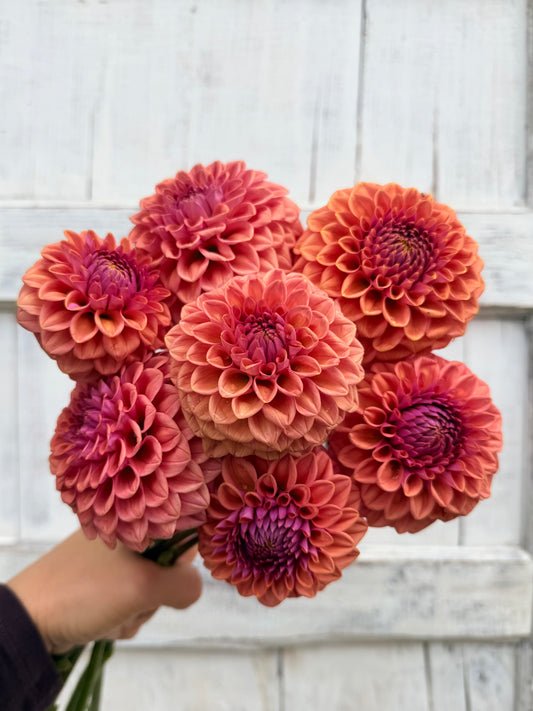 Dahlia Winkie Truffle