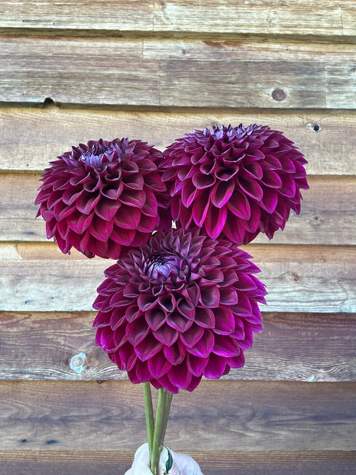 Dahlia Westerton Sunset