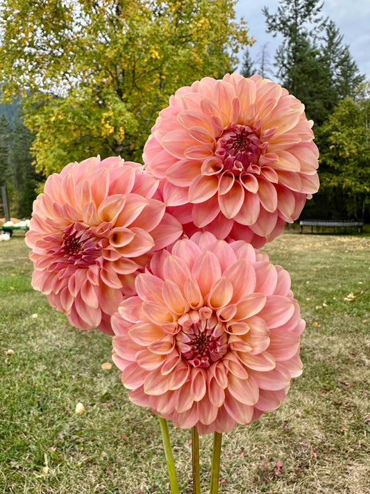 Dahlia Coorabell Jessie *CUTTING ONLY*