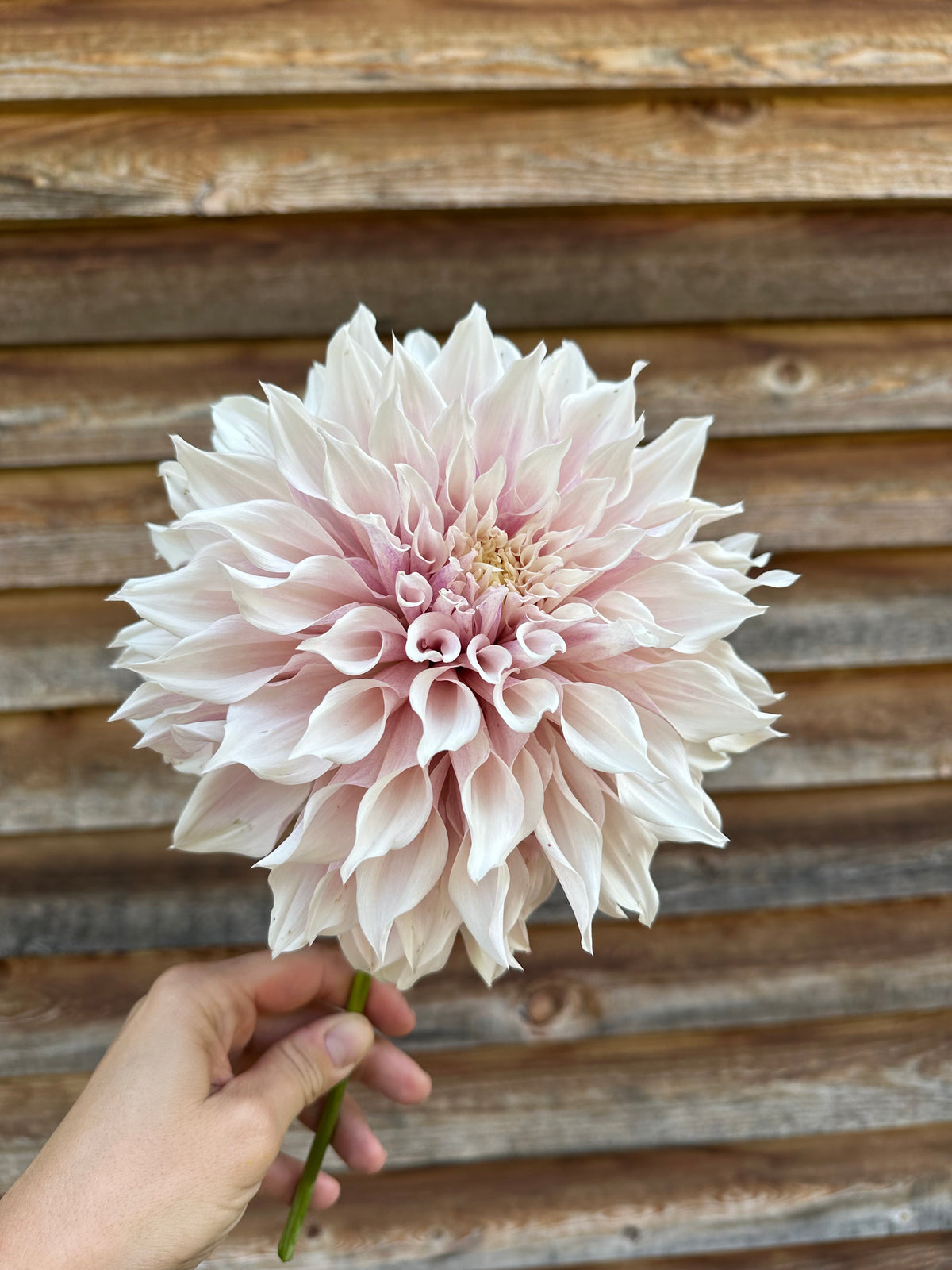 Dahlia SC Lavender Blush *CUTTING*