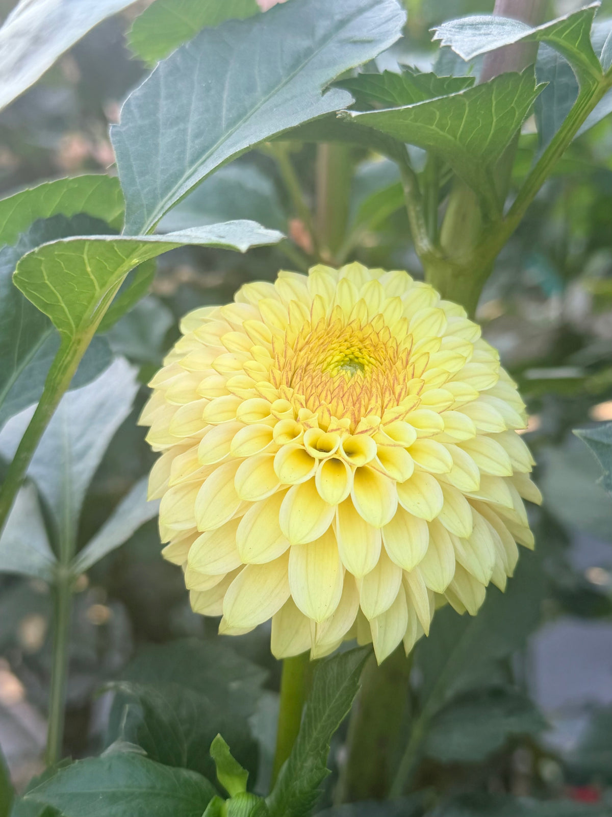 Dahlia Hollyhill Bashful