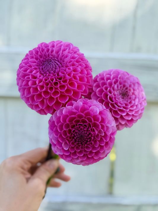 Dahlia 20th Ave for Mom