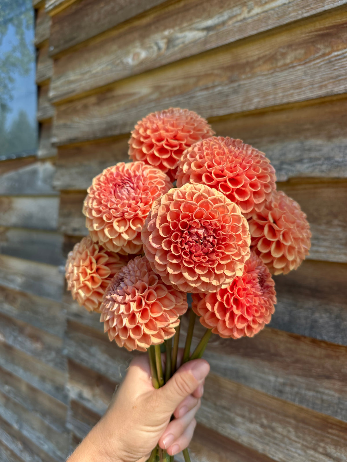 Dahlia Cornel Brons