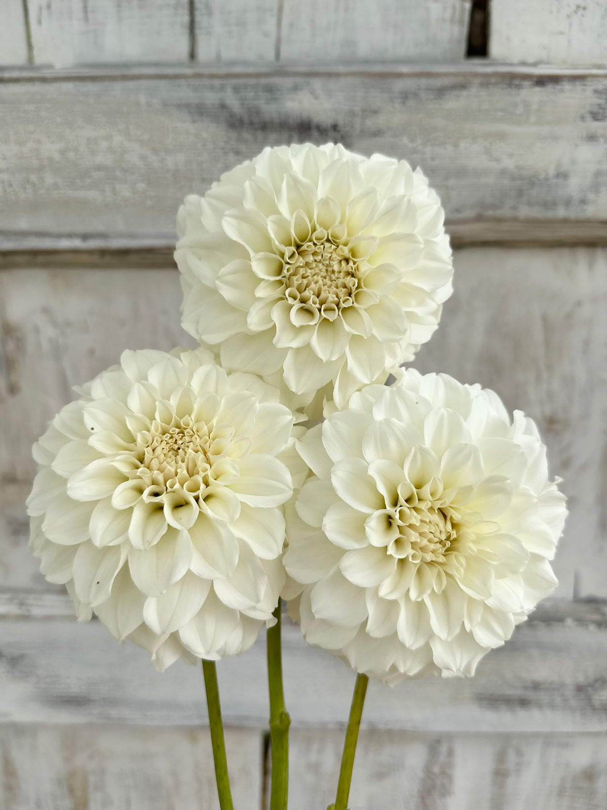 Dahlia Irish Ruffles *CUTTING ONLY*