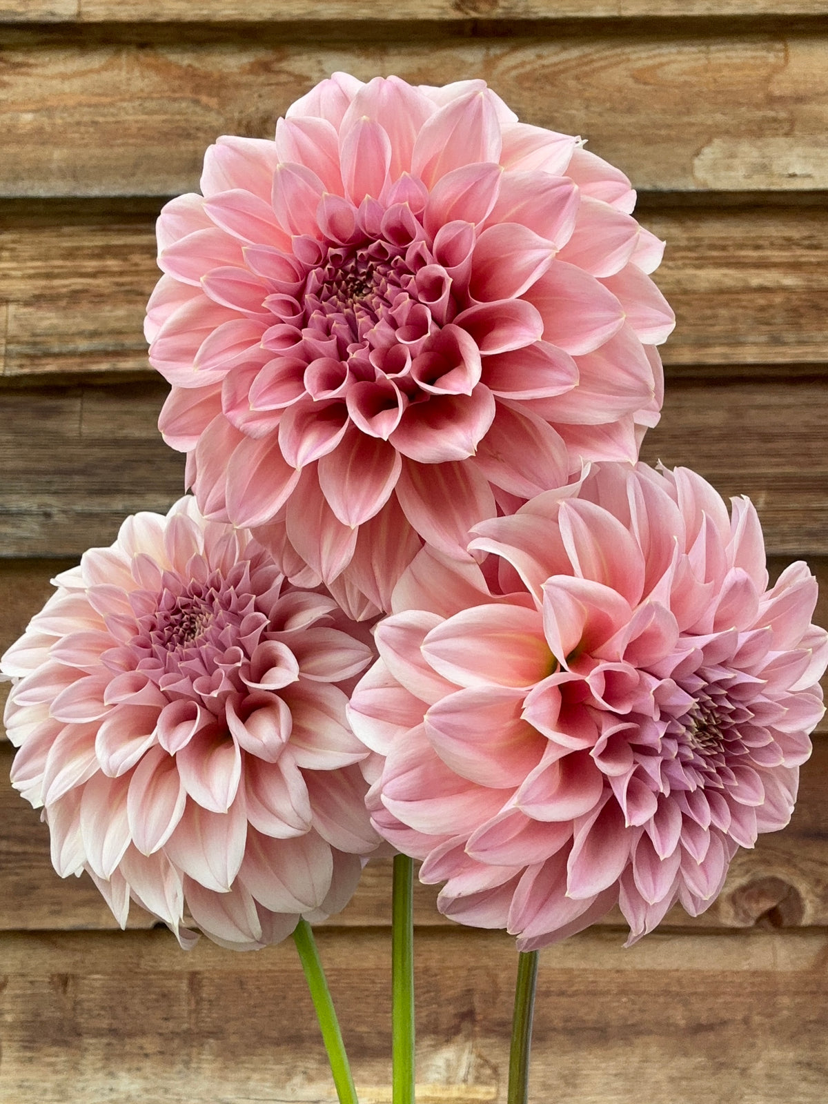 Dahlia Devon Salmon