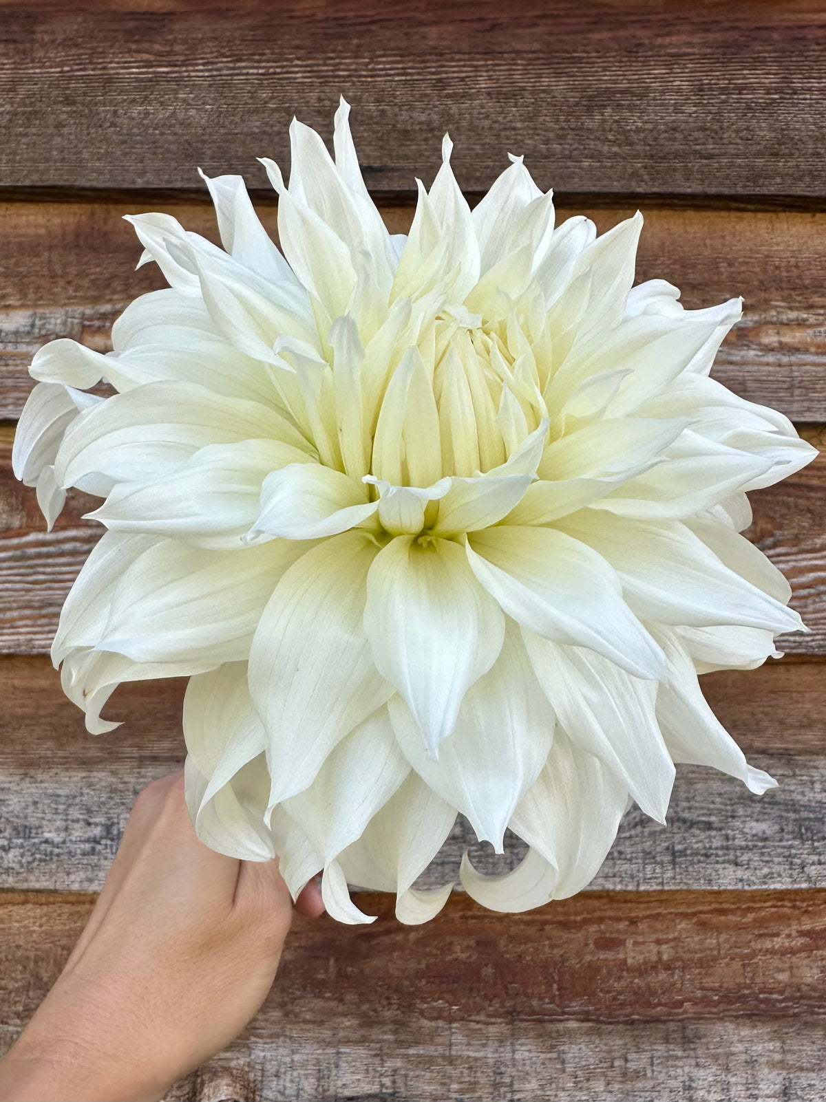 Dahlia SC Khaleesi *CUTTING ONLY*