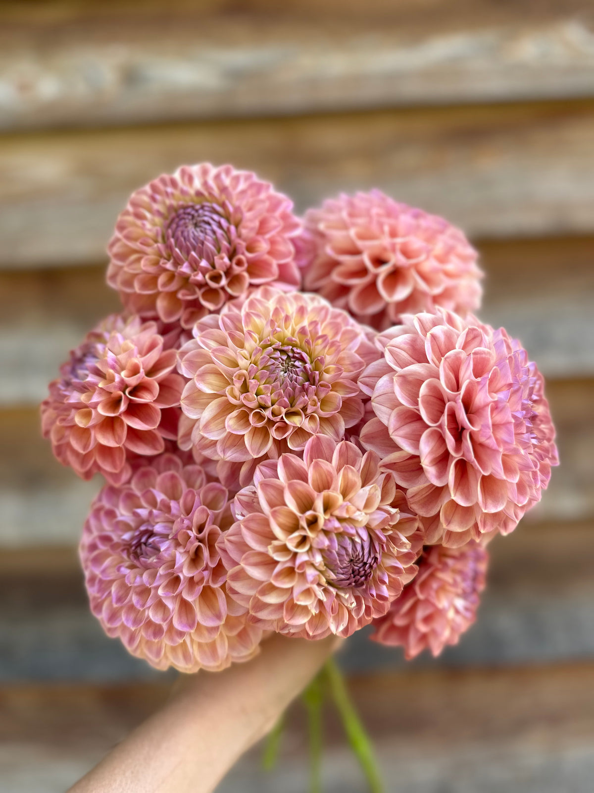 Dahlia Coseytown Babycakes
