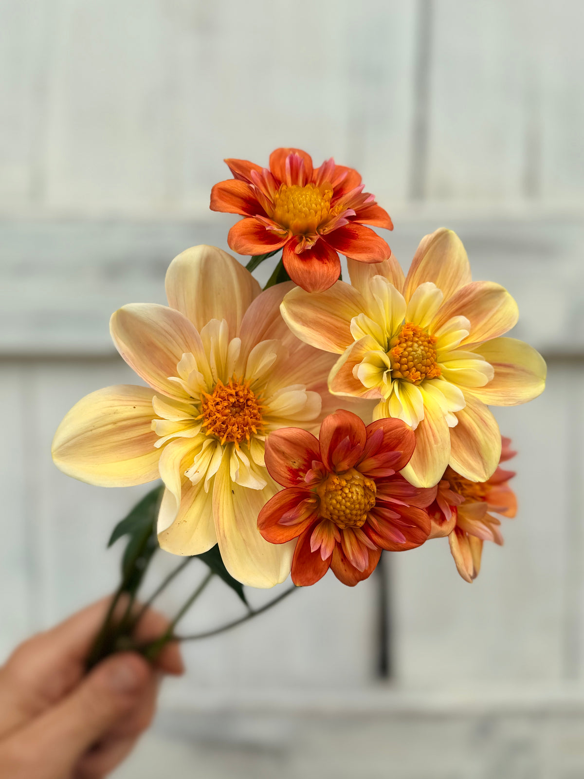 Dahlia April Heather