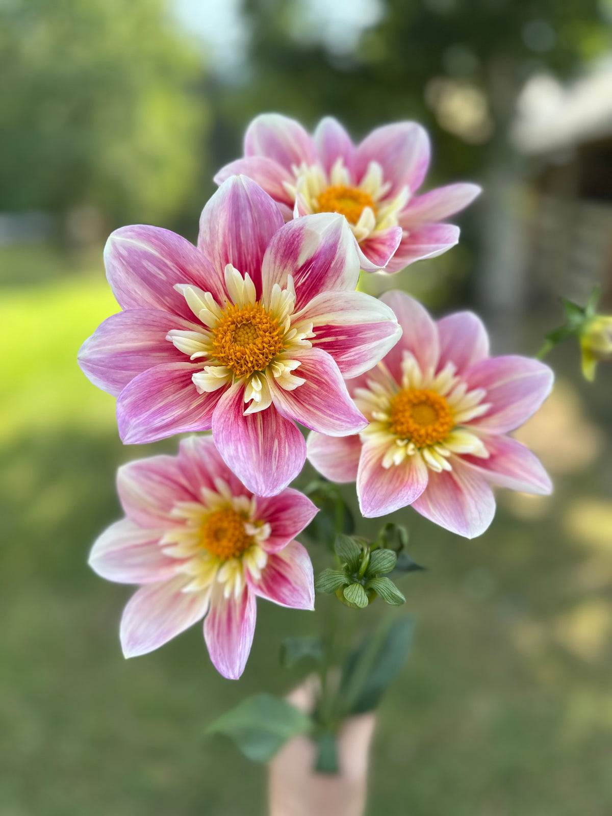 Dahlia Ferncliff Dolly