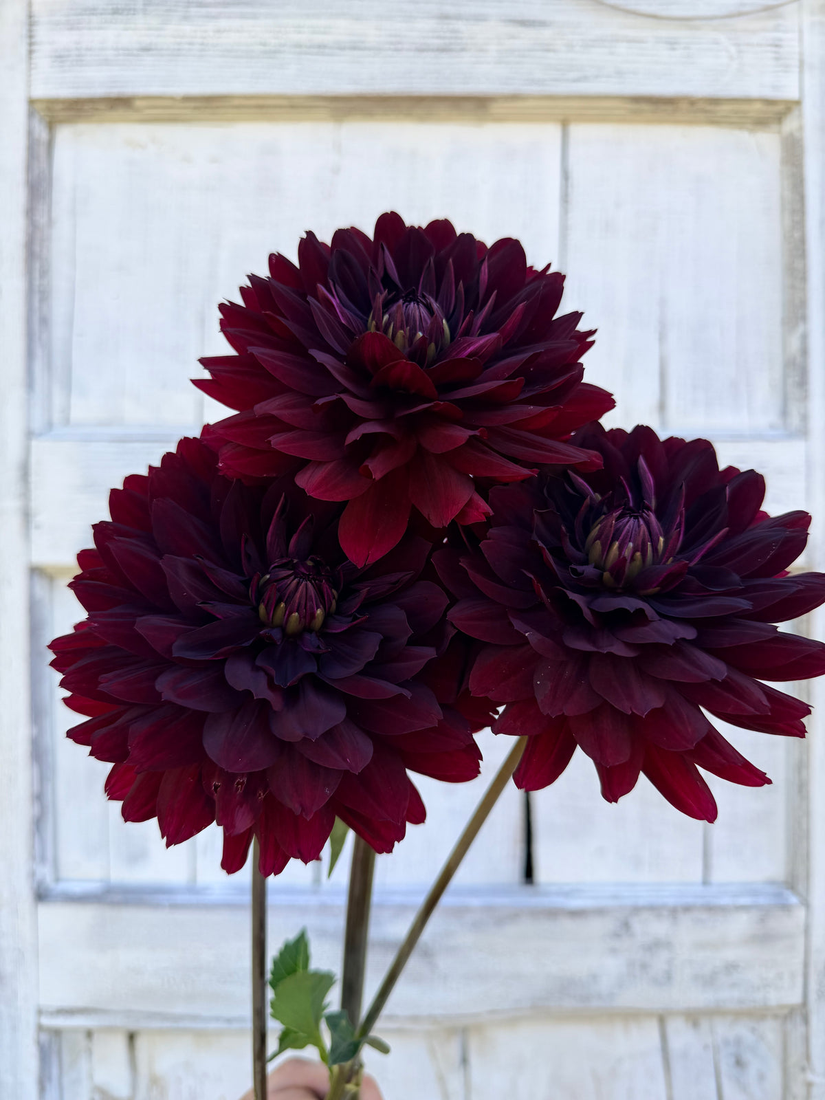 Dahlia Hollyhill Black Widow