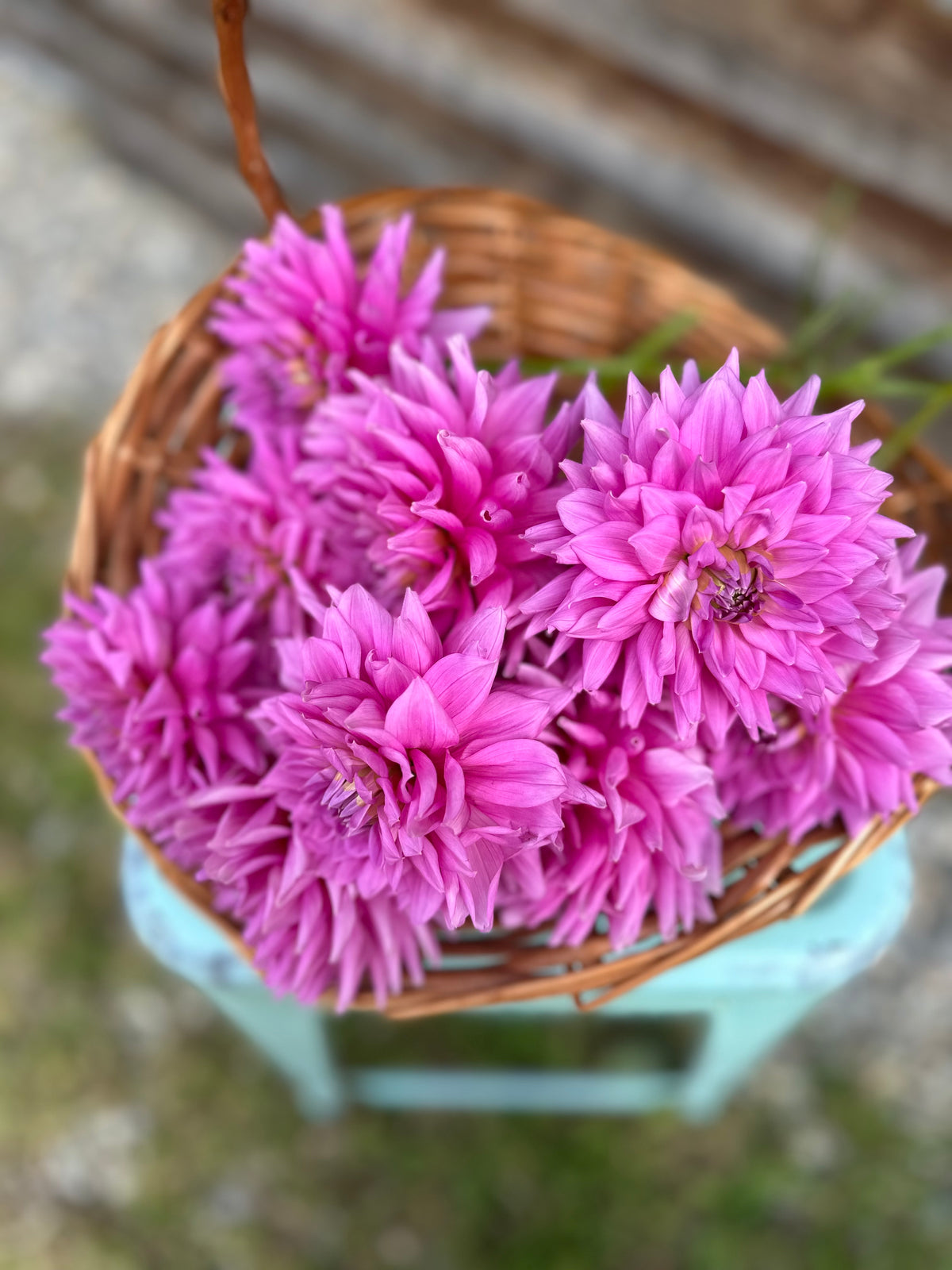 Dahlia Ferncliff Danube
