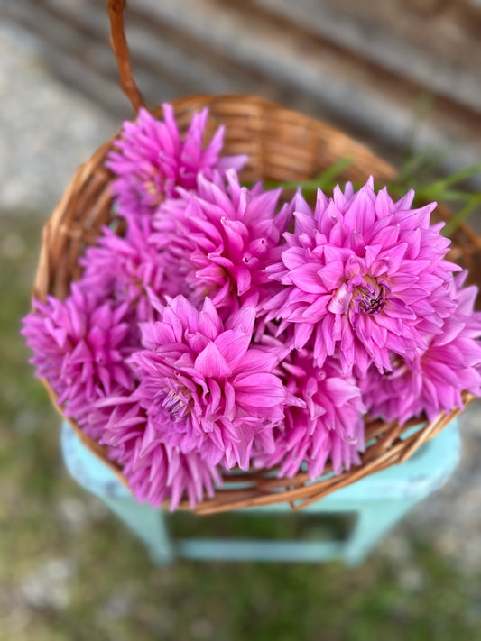 Dahlia Ferncliff Danube