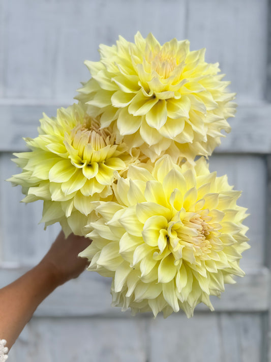 Dahlia Westerton Lillian