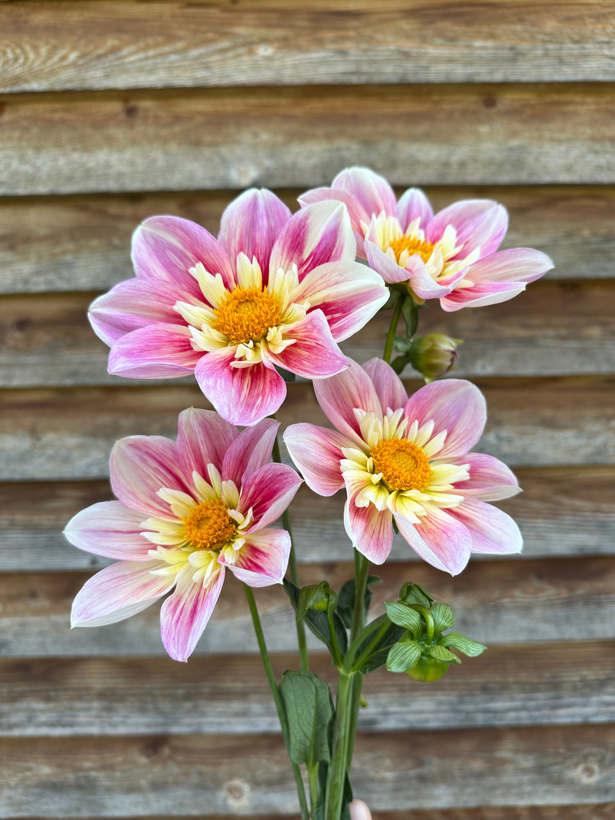 Dahlia Ferncliff Dolly