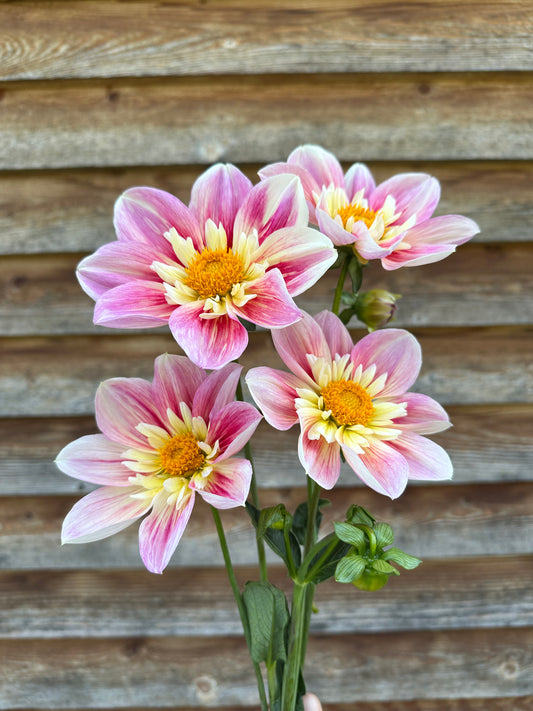 Dahlia Ferncliff Dolly