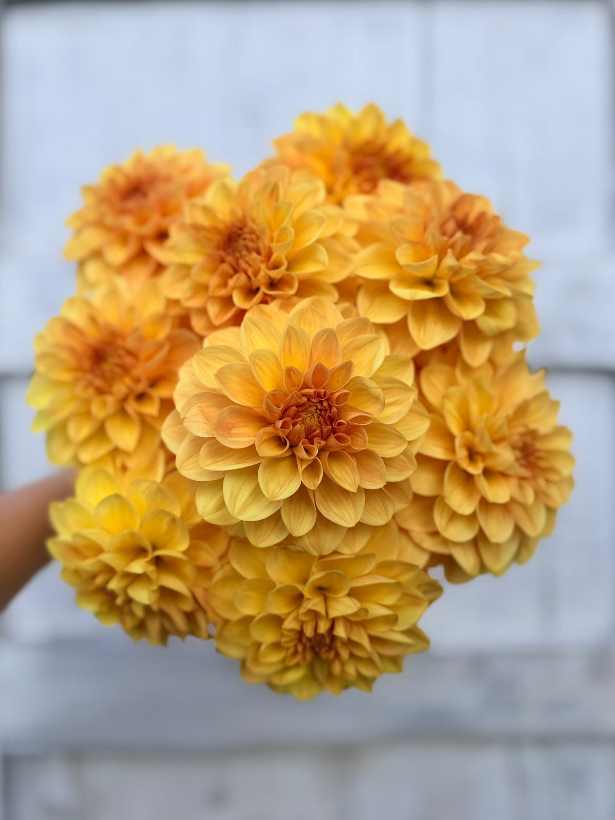 Dahlia Skeena Sugar Pie