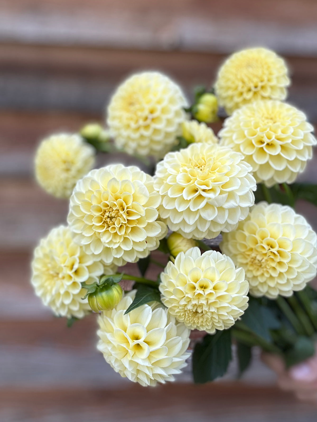 Dahlia Creamy