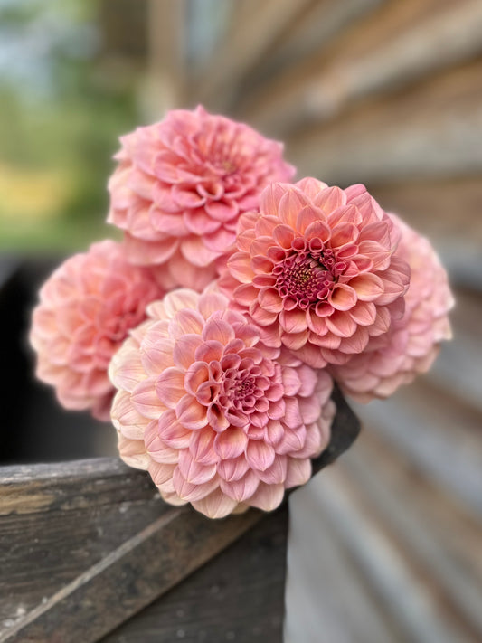 Dahlia Rock Run Ashley