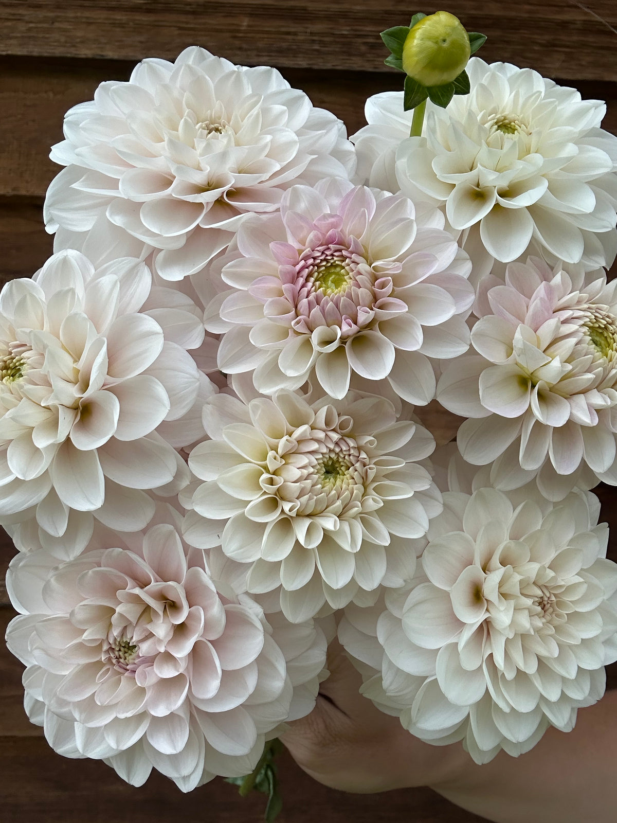 Dahlia Skeena Nana