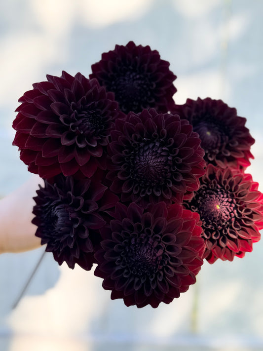 Dahlia River's Dark Chocolate